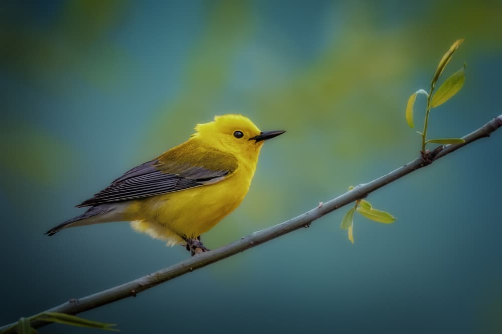Vibrant Yellow Bird by Jacob (Jian) Xu — canvas wall art