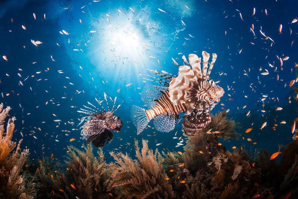 Lionfish Pair Ocean Light by Barathieu Gabriel — canvas wall art