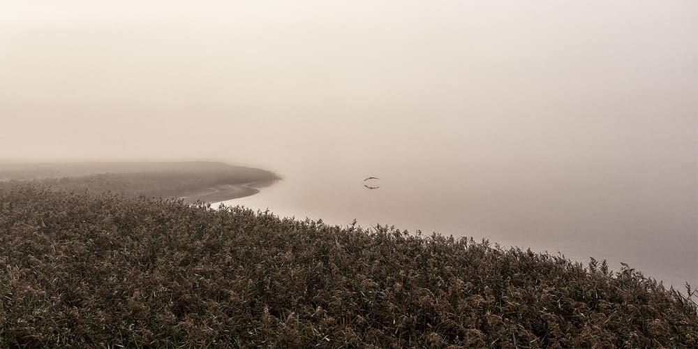 Misty Reeds and Birds by Leif Løndal — canvas wall art