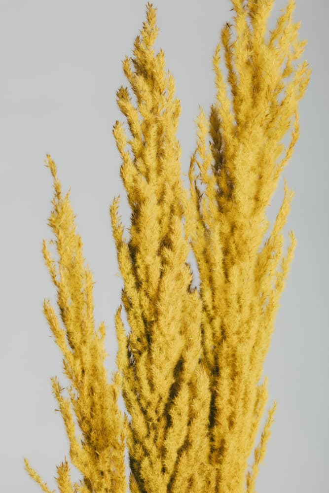 Golden Fluffy Grass by Pictufy Studio III — canvas wall art