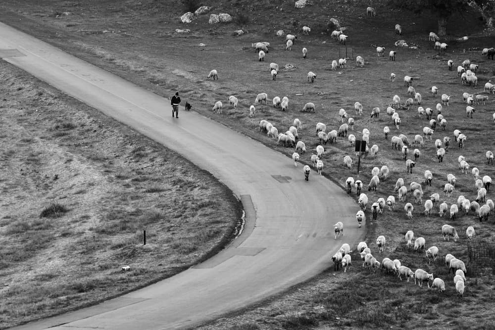 Shepherd and His Flock by Emilian Avramescu — canvas wall art