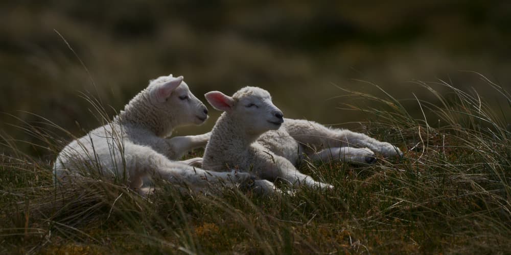 Two Lambs Resting by Bodo Balzer — canvas wall art