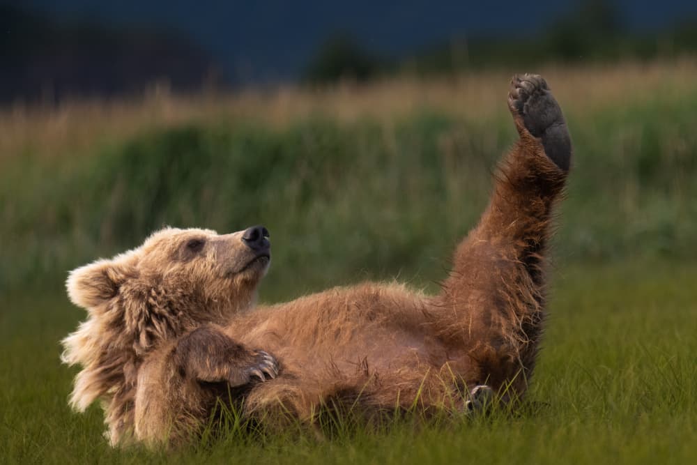 Playful Brown Bear by Barbara Gill — canvas wall art