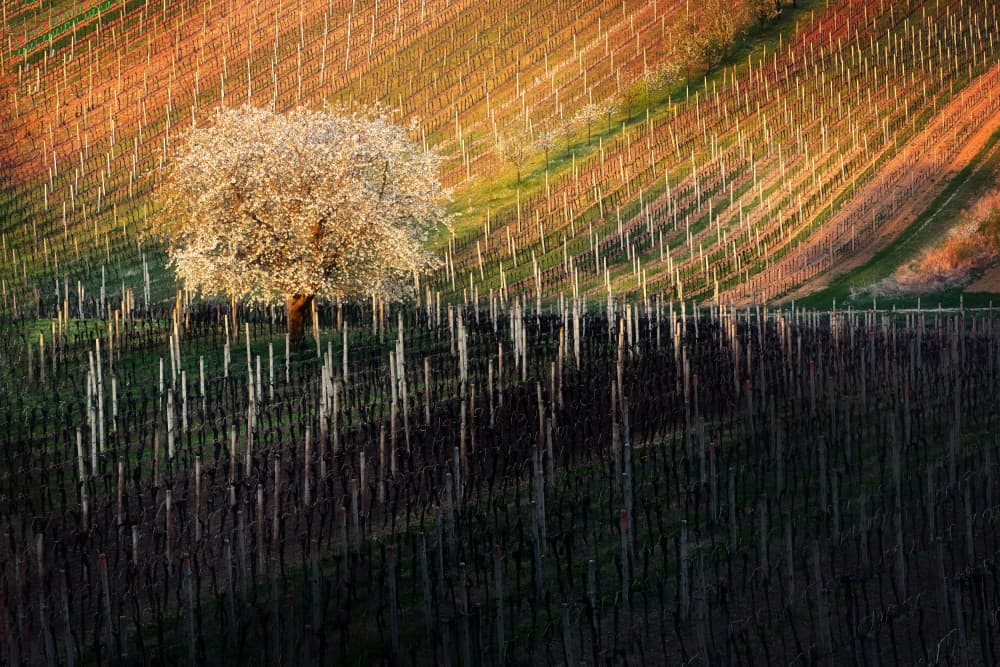 Spring Vineyard Blossom by Martin Morávek — canvas wall art