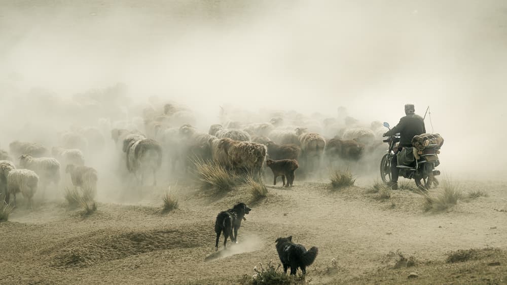 Dusty Shepherd and Sheep by Bingo Z — canvas wall art