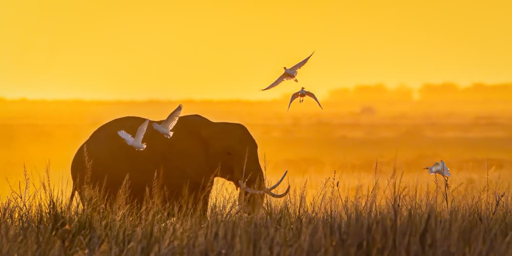African Elephant Sunset by John J. Chen — canvas wall art