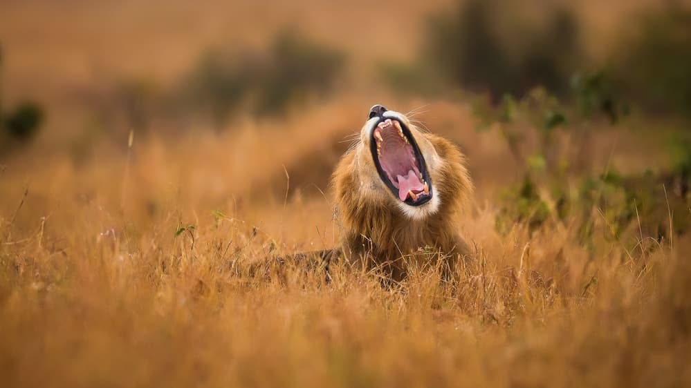 Powerful Lion Yawning by Faisal ALnomas — canvas wall art