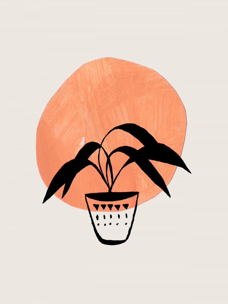 Boho Potted Plant by Ejaaz Haniff — canvas wall art