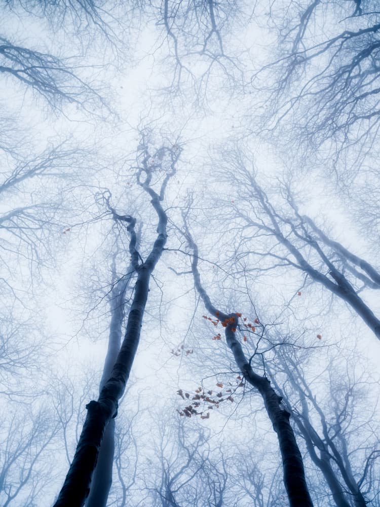 Misty Winter Forest by Hristo Yordanov — canvas wall art