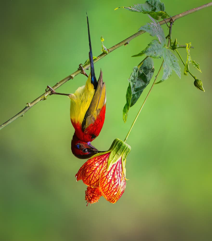 Colorful Sunbird Nectar Sip by Alex Li — canvas wall art