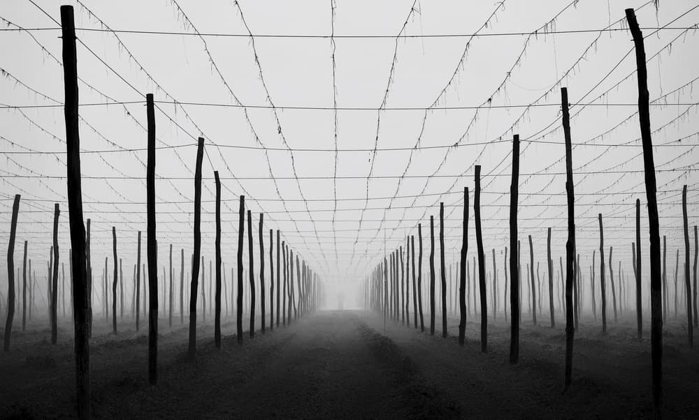 Misty Rows Perspective by Samanta Krivec — canvas wall art