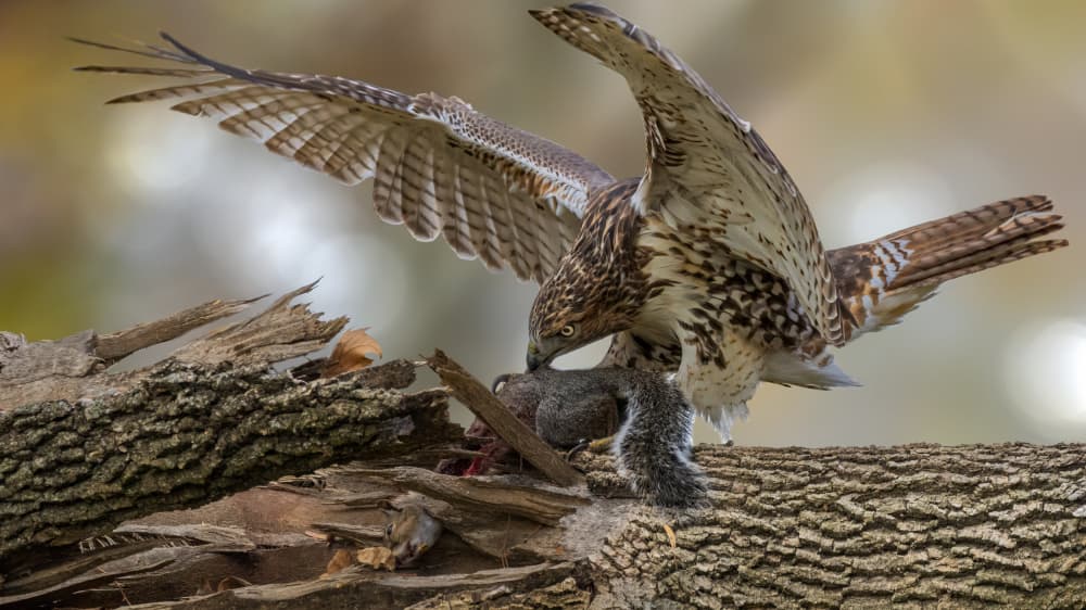Red-Tailed Hawk Hunting by Jacob (Jian) Xu — canvas wall art