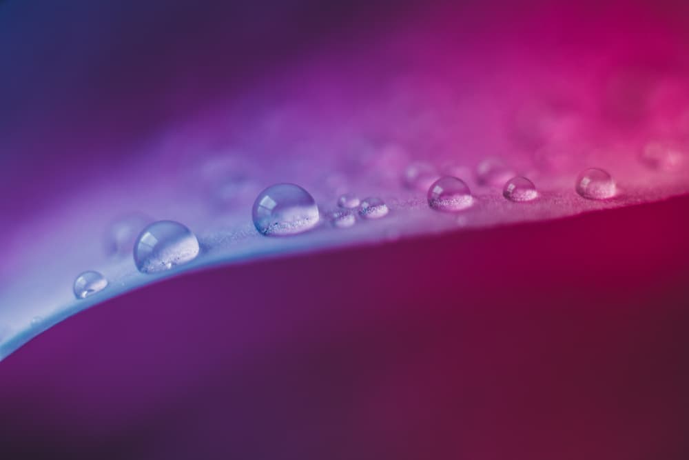 Vibrant Leaf Droplets by Javier Pardina — canvas wall art