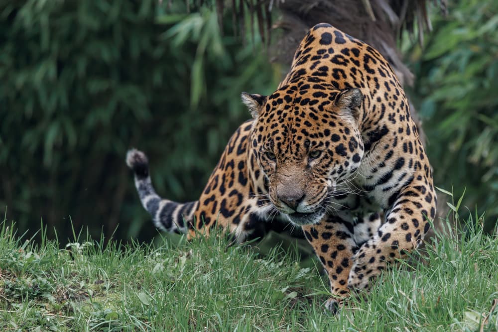Jaguar on the Prowl by David Bennion — canvas wall art