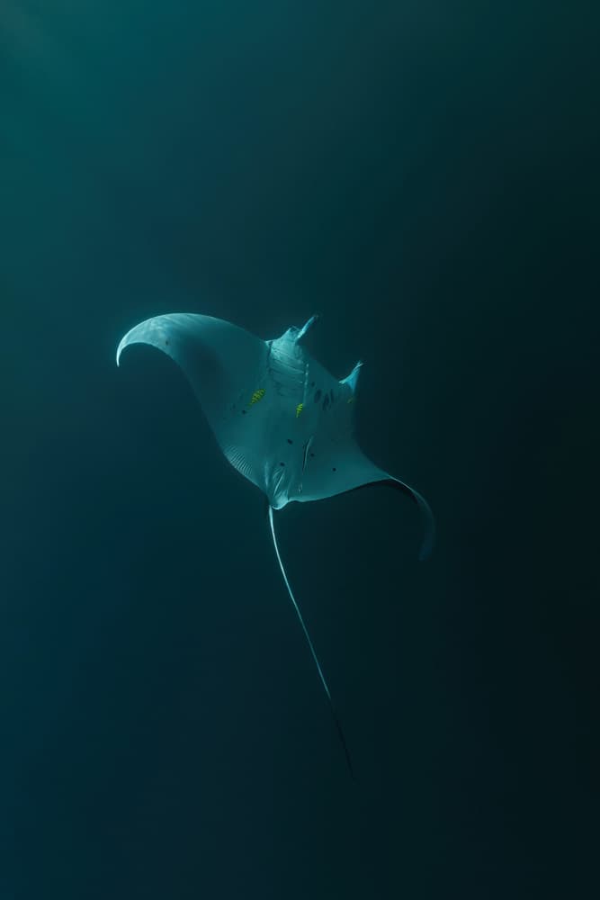 Solitary Manta Ray by Serge Melesan — canvas wall art