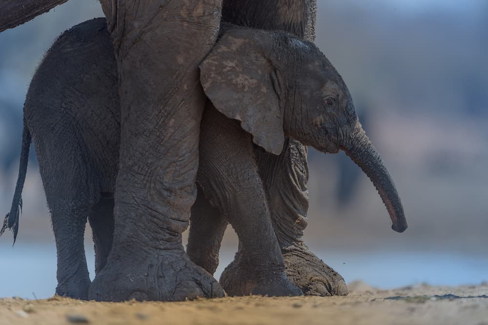 Protected Elephant Calf by Ozkan Ozmen / Big Lens Adventures — canvas wall art