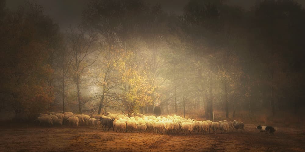 Golden Forest Sheep by Saskia Dingemans — canvas wall art