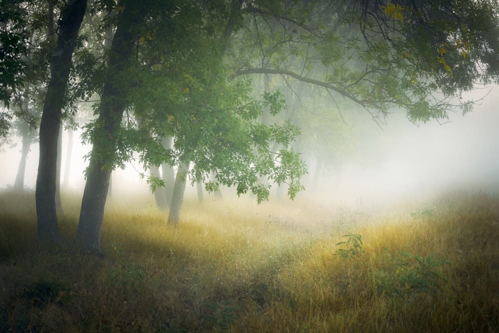 Misty Forest Light by Ionut Petrea — canvas wall art