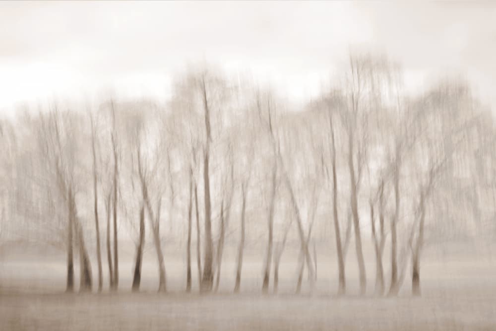 Bare Trees Softly Blurred by Christina Sillen — canvas wall art