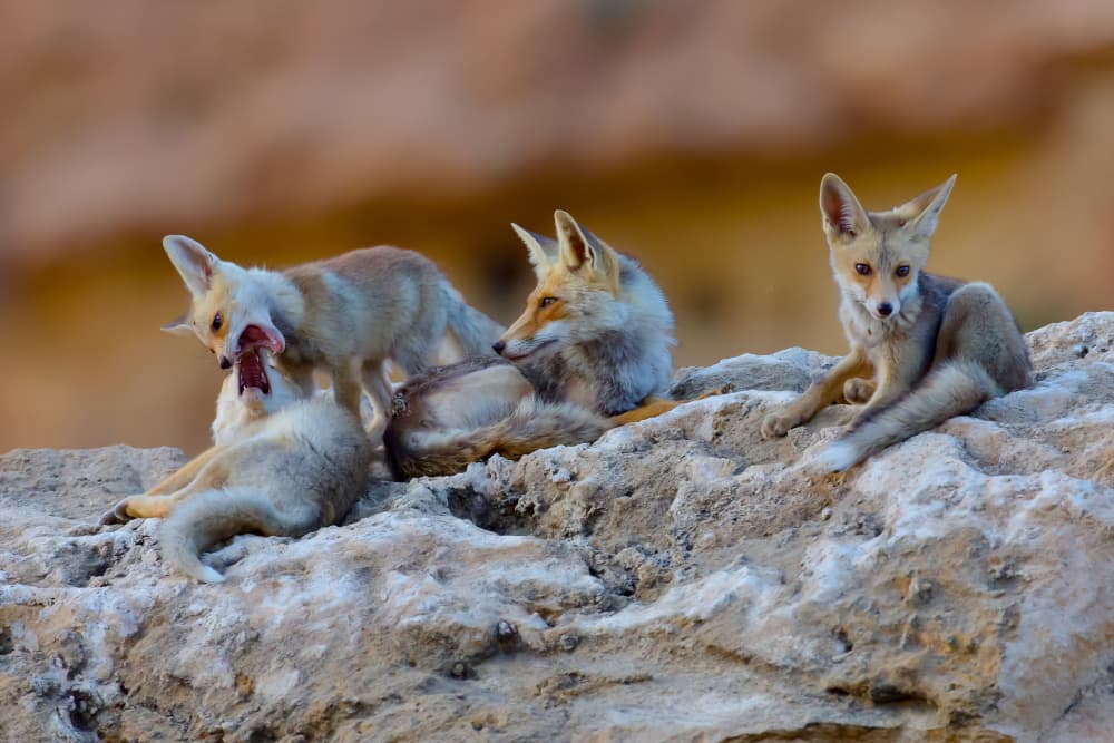 Young Desert Foxes by David Manusevich — canvas wall art