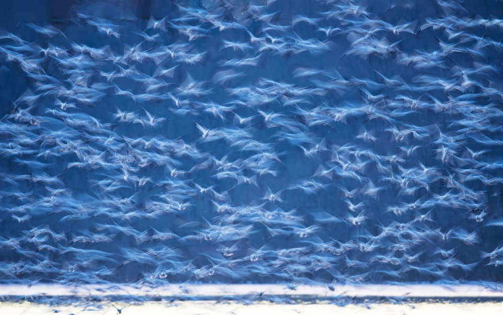 Blue Bird Flight by 李从军 / Austin Li — canvas wall art