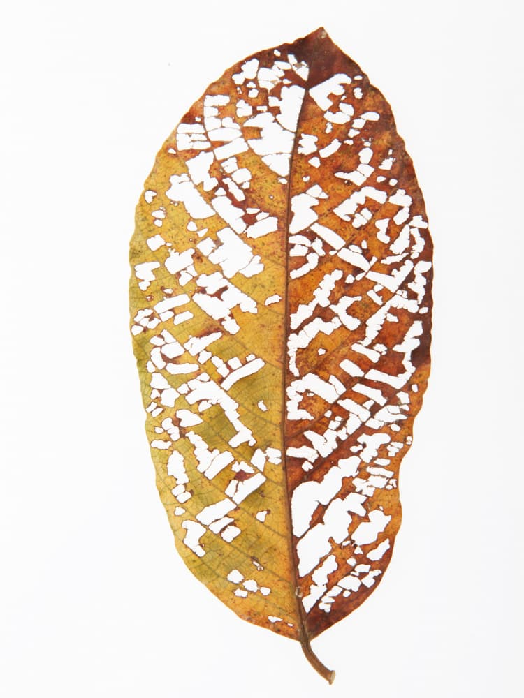 Faded Foliage Lace by Shot by Clint — canvas wall art