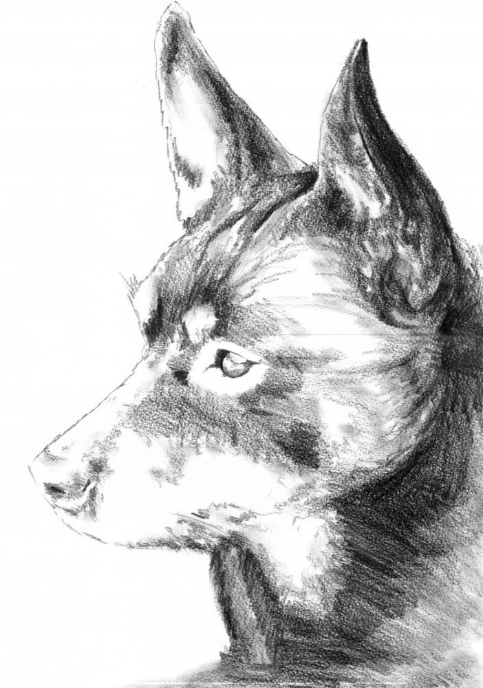 Alert Dog Profile Sketch by Kulik — canvas wall art