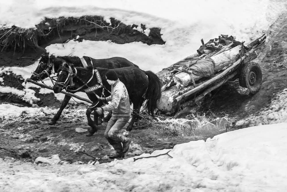 Winter Horse Drawn Cart by Sveduneac Dorin Lucian — canvas wall art