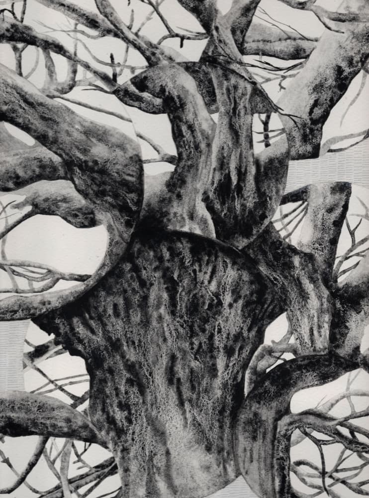 Old Gnarled Tree Trunk by Alex Walsh — canvas wall art