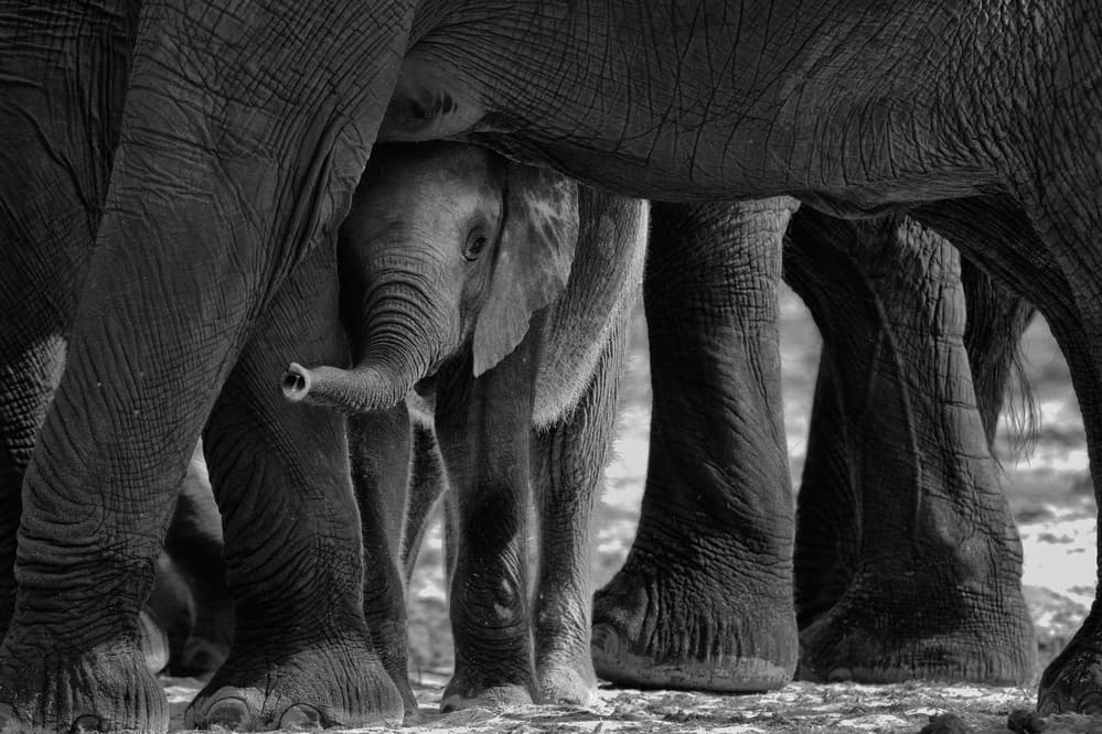 Protected Elephant Calf by Cheng Chang — canvas wall art