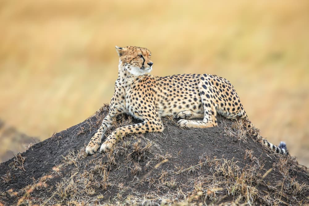 Cheetah on Savanna Mound by Jeffrey C. Sink — canvas wall art