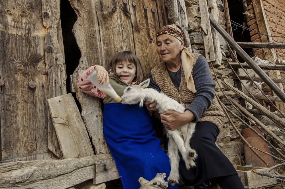 Happy Grandchild Feeds Goat by Desislava Ignatova — canvas wall art