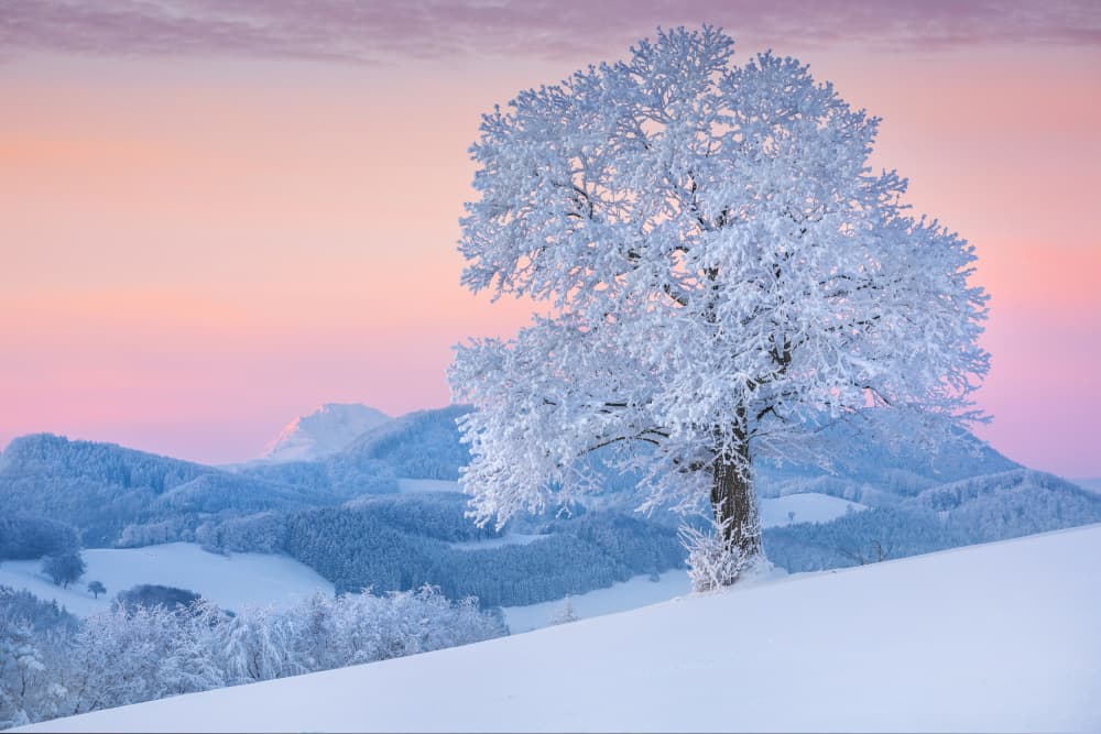 Serene Winter Dawn Tree by Burger Jochen — canvas wall art