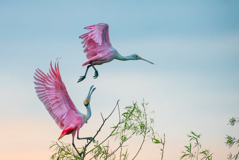 Roseate Spoonbills Sky Dance by C. Mei — canvas wall art