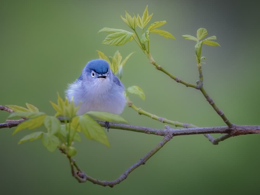 Grumpy Blue Bird by Jacob (Jian) Xu — canvas wall art