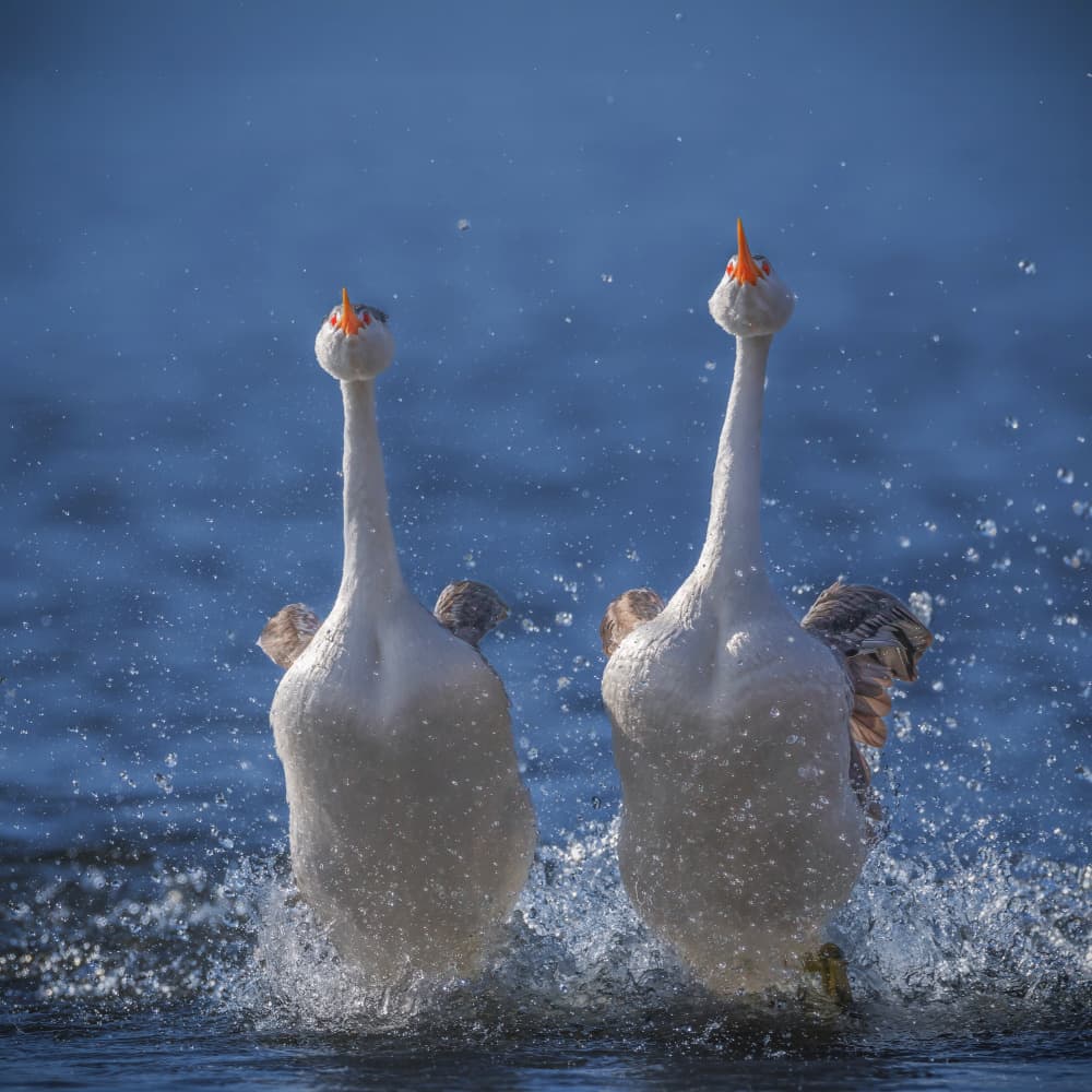 Geese Water Ballet by Taksing (吉星高照) — canvas wall art
