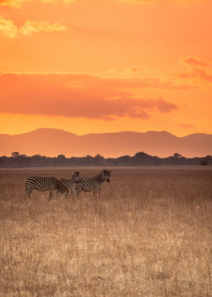 African Zebras Sunset by Shobhit Chawla — canvas wall art