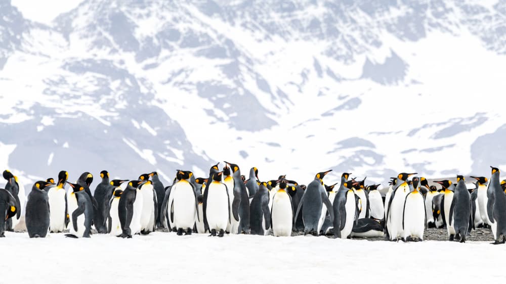 Penguins On Snowy Mountains by Nanda Bussers — canvas wall art