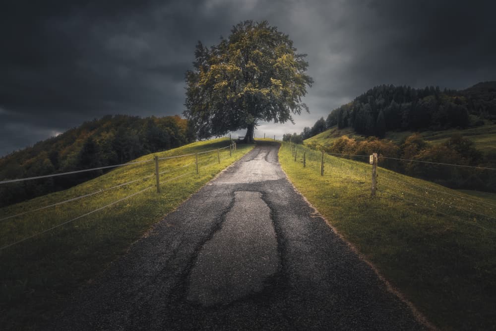 Lonely Tree Path by Thomas de Franzoni — canvas wall art