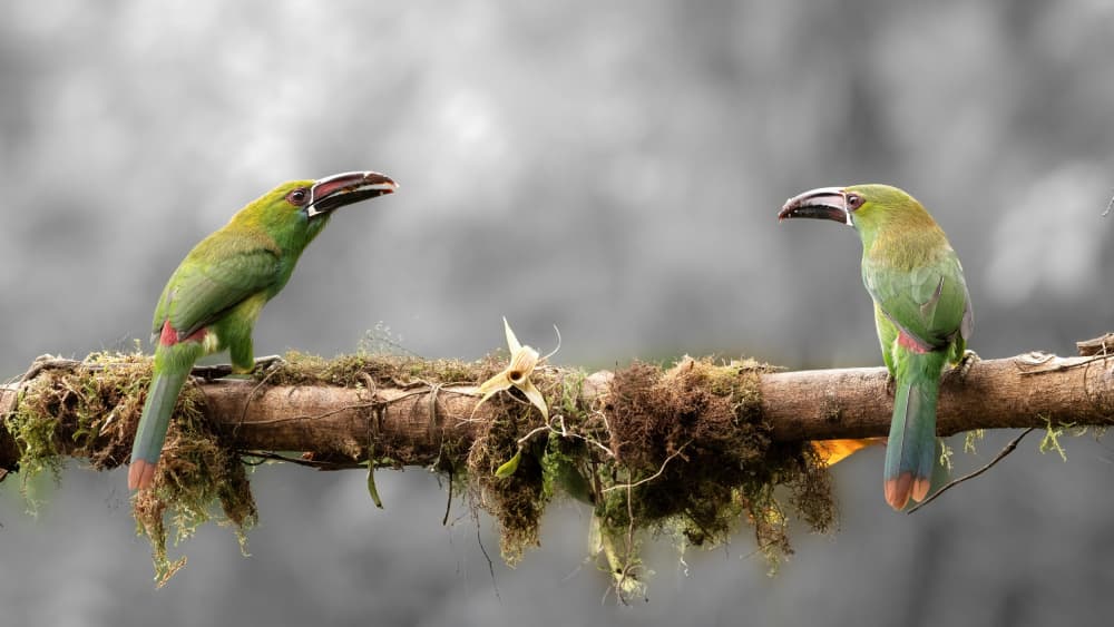 Tropical Bird Pair by Bill Lu — canvas wall art