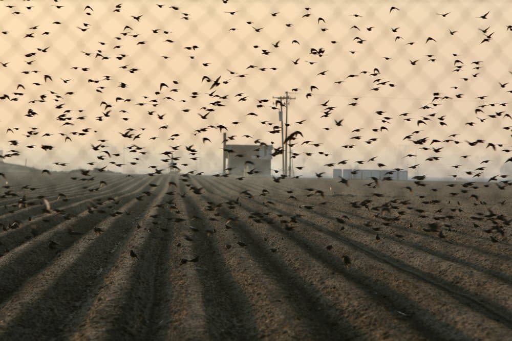 Flock Over Plowed Field by Sydney Harter — canvas wall art