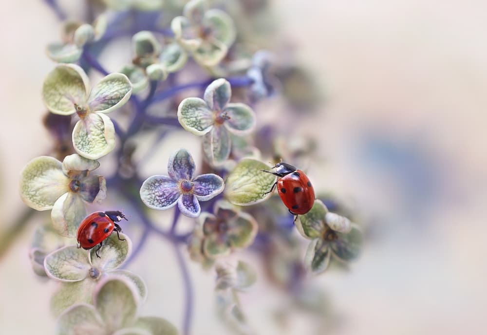 Ladybugs on Soft Flowers by Ellen van Deelen — canvas wall art