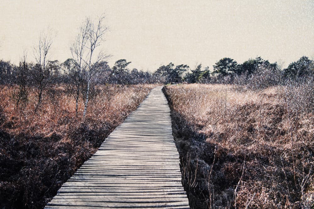 Serene Wetlands Boardwalk by Imaginative — canvas wall art