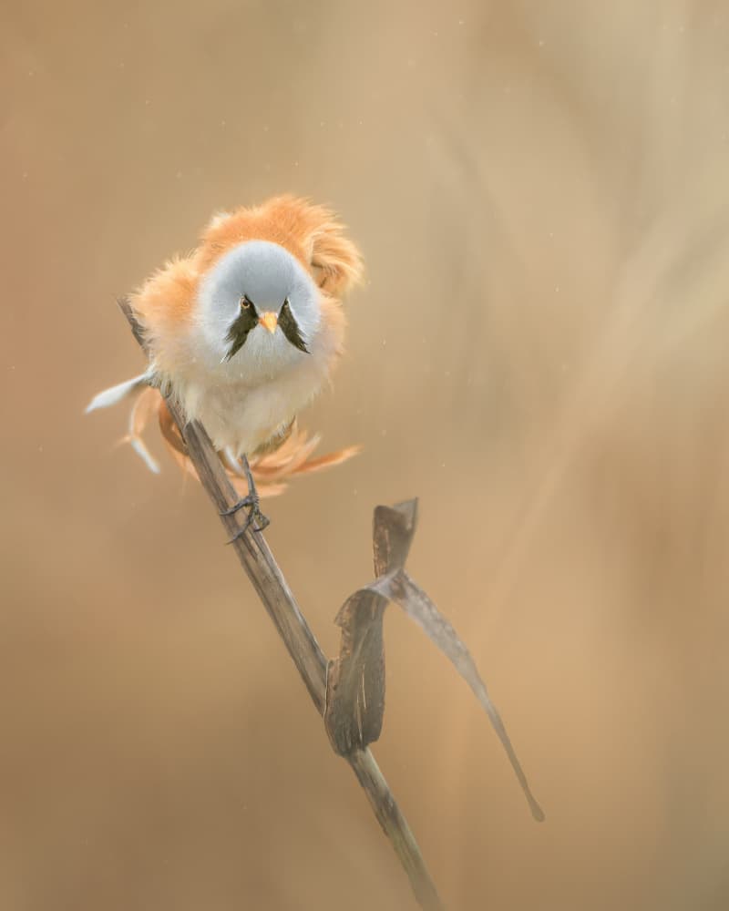 Curious Fluffy Bird by Tom Meier — canvas wall art