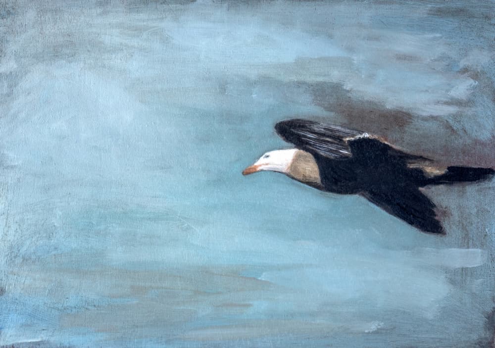 Soaring Albatross Sky by Claire Lerner — canvas wall art
