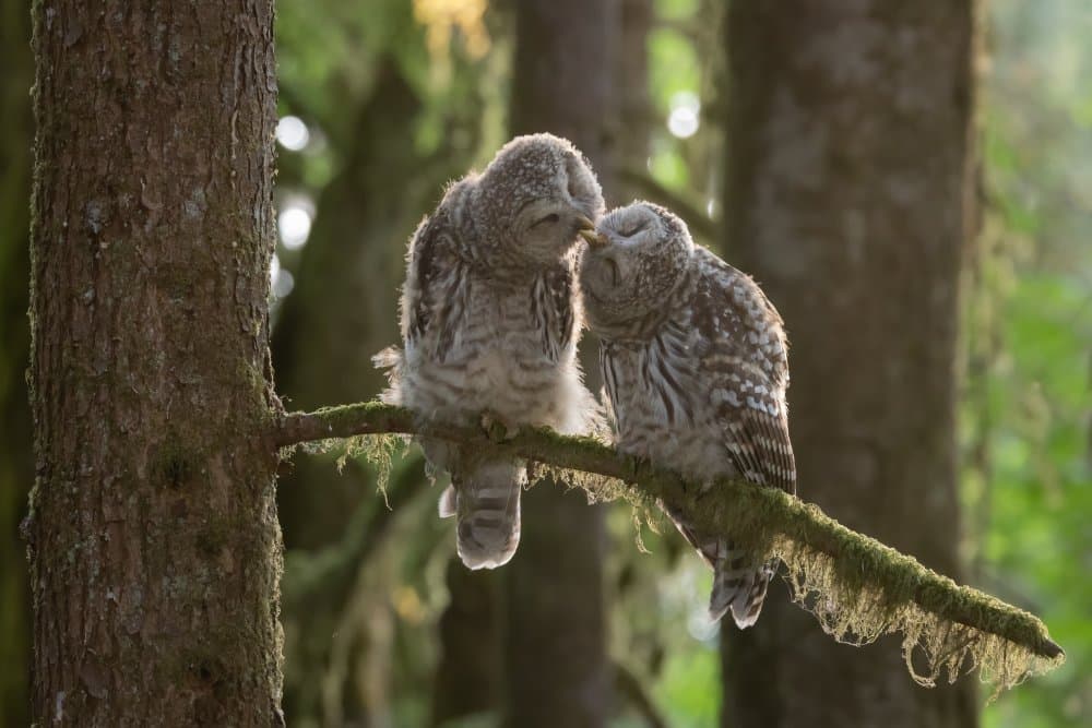Sweet Woodland Owls by Tony Xu — canvas wall art