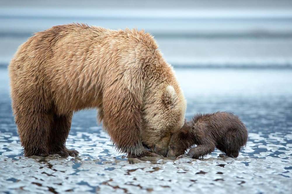 Mother Bear and Cub by Renee Doyle — canvas wall art