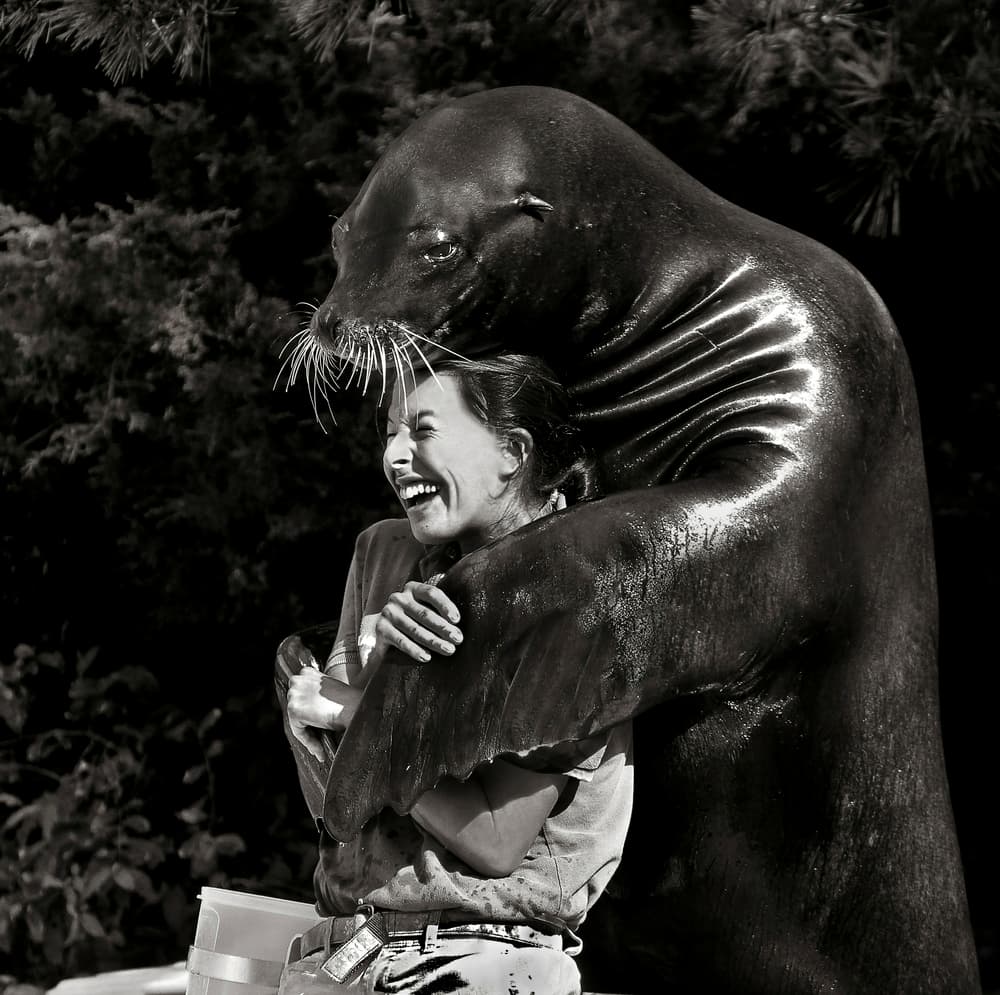 Joyful Sea Lion Embrace by Michael Castellano — canvas wall art