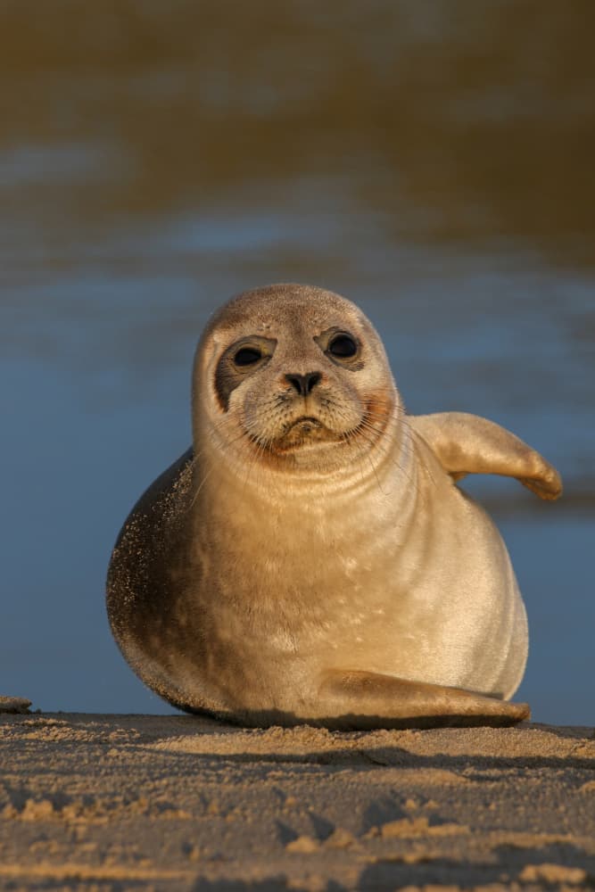 Happy Seal Pup by Anne Ponsen — canvas wall art