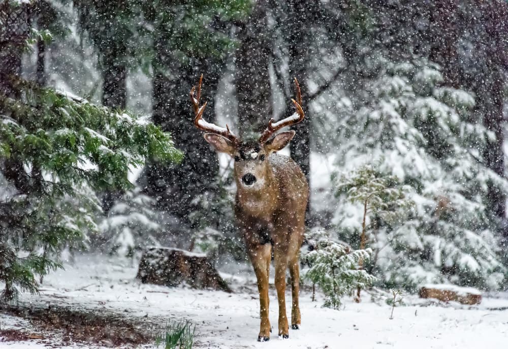 Winter Forest Buck by Teri Reames — canvas wall art